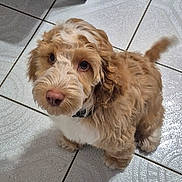 Rudi joined the competition — help win amazing prizes! adorable, animal, brown_and_white, canine, companion, curious, curly_fur, cute, dog, domestic, ears, fluffy, friendly, indoor, looking_up, nose, pet, puppy, small_dog, tile_floor