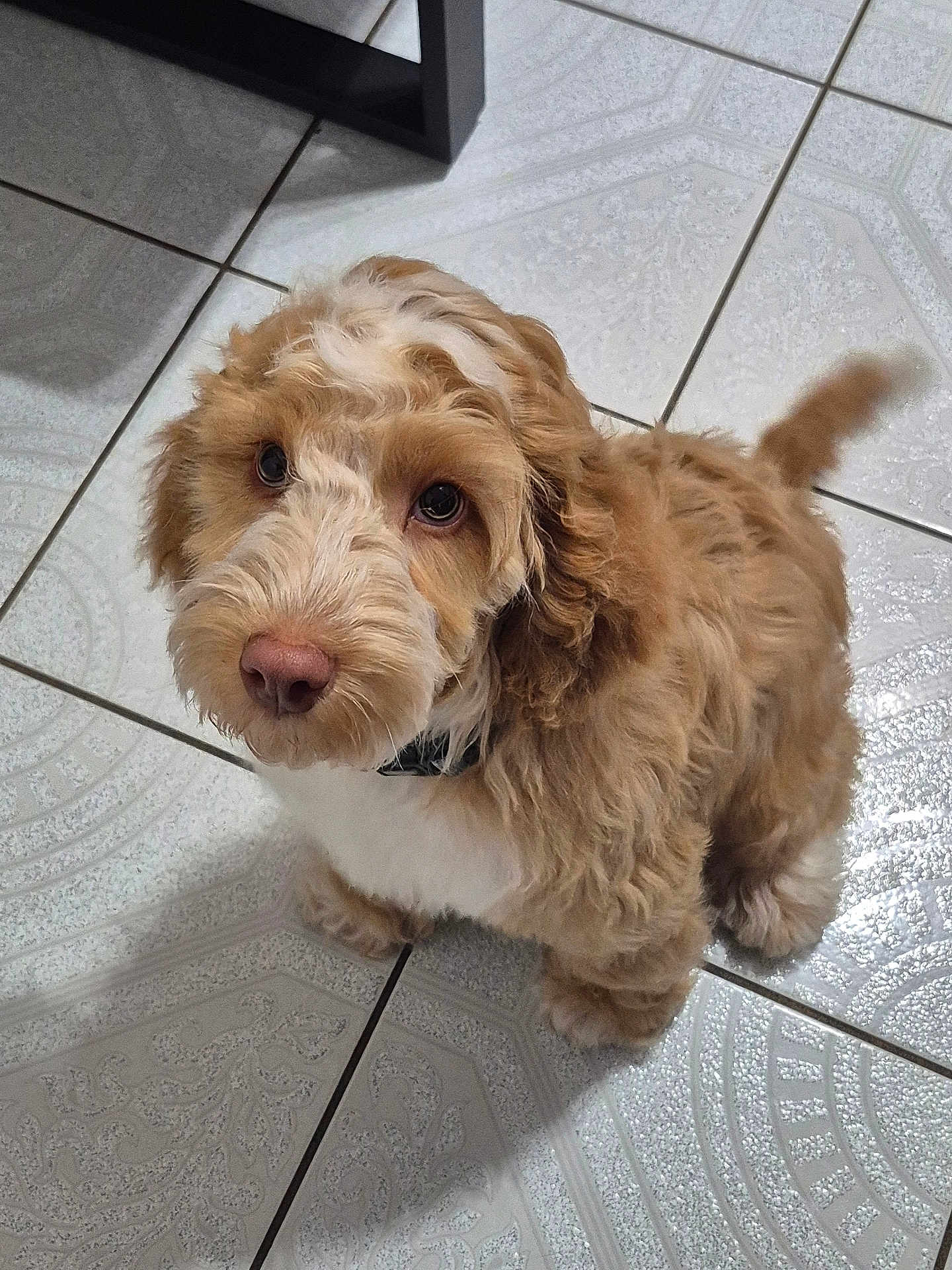 Rudi joined the competition — help win amazing prizes! adorable, animal, brown_and_white, canine, companion, curious, curly_fur, cute, dog, domestic, ears, fluffy, friendly, indoor, looking_up, nose, pet, puppy, small_dog, tile_floor