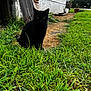 Duffy joined the competition — help win amazing prizes! animal, black_cat, cat, curious, daylight, feline, grass, greenery, house, nature, outdoor, pet, plant, quiet, rural, shadow, sidewalk, sitting, wood, yard