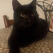 Duffy is registered to the contest to win money with this photo: animal, black_cat, cat, chair, closeup, cute, domestic_cat, face, fur, furniture, indoor, mammal, pattern, paw, pet, relaxed, table, tablecloth, whiskers, yellow_eyes