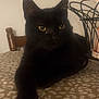 animal, black_cat, cat, chair, closeup, cute, domestic_cat, face, fur, furniture, indoor, mammal, pattern, paw, pet, relaxed, table, tablecloth, whiskers, yellow_eyes