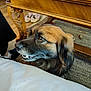 dog, brown_fur, black_fur, carpet, wooden_table, slippers, indoor, pet, animal, cushion, floor, home, furniture, closeup, portrait, ears, snout, eyes, mouth, domestic
