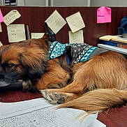 Benny is registered to the contest to win money with this photo: dog, brown_dog, sleeping, desk, office, sticky_notes, papers, telephone, sweater, fur, paw, tail, wooden_surface, clutter, indoor, resting, animal, pet, cozy, workplace