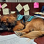 dog, brown_dog, sleeping, desk, office, sticky_notes, papers, telephone, sweater, fur, paw, tail, wooden_surface, clutter, indoor, resting, animal, pet, cozy, workplace