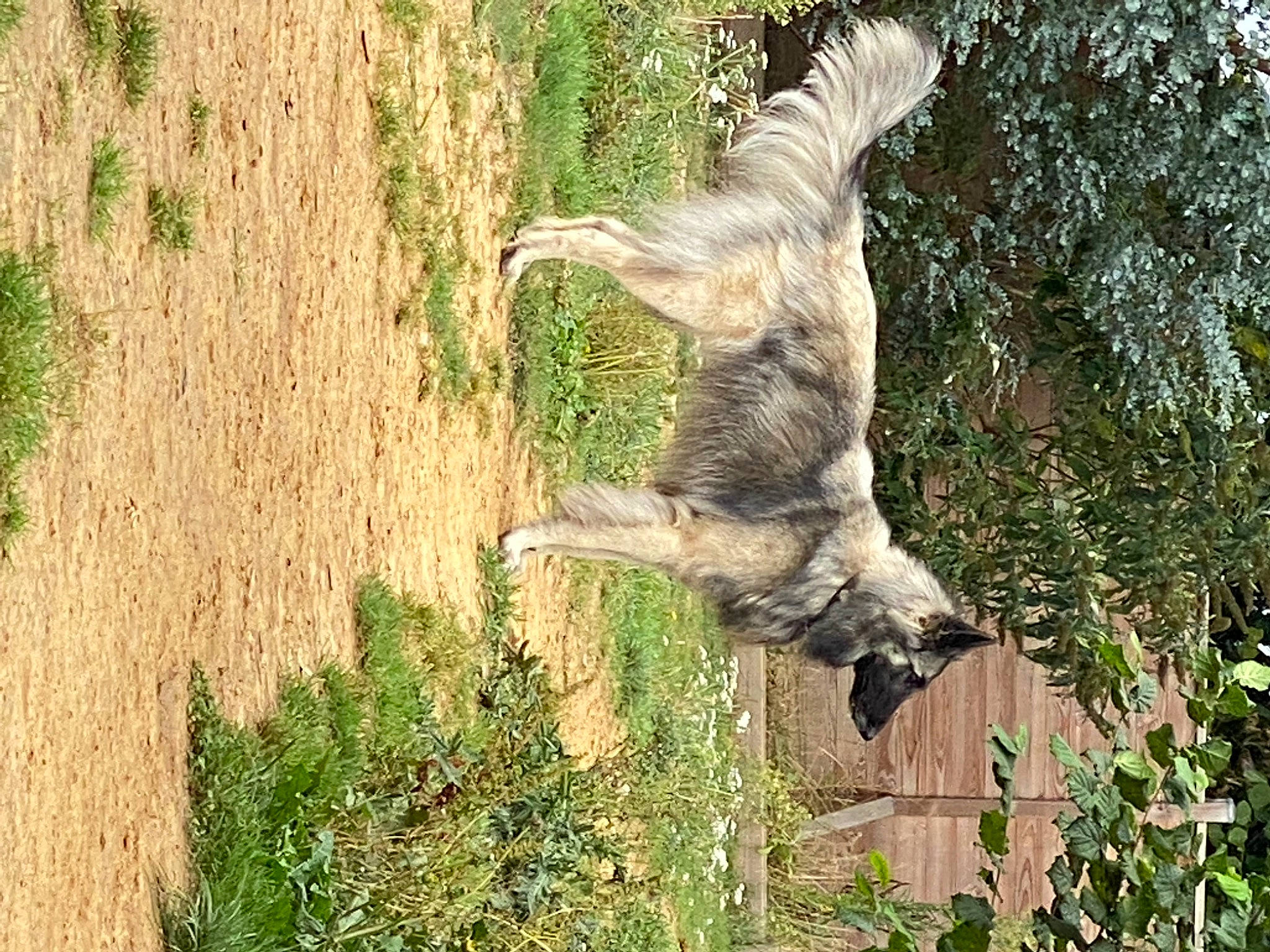 Poona participe au concours pour gagner de l'argent avec cette photo : accipitriformes, art, beak, bird_of_prey, canidae, carnivore, dog_breed, falconiformes, grass, plant, sporting_group, tail, terrestrial_animal, tree, trunk, wildlife, wing, wood