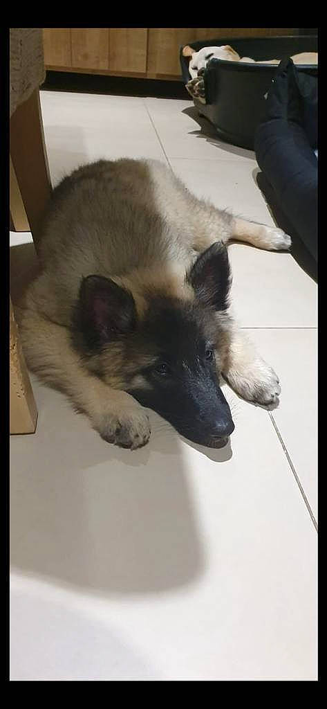 Poona a rejoint le concours — aidez-le/la à gagner de superbes lots ! canidae, carnivore, companion_dog, dog, dog_breed, fawn, fur, german_shepherd_dog, king_shepherd, non_sporting_group, old_german_shepherd_dog, paw, puppy, rectangle, snout, sporting_group, square, whiskers, working_animal, working_dog