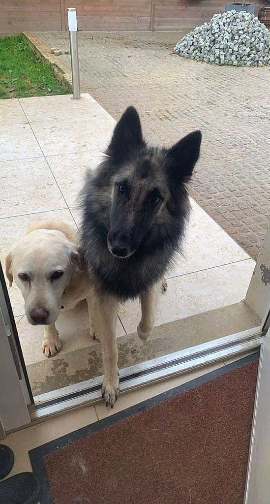 Poona participe au concours pour gagner de l'argent avec cette photo : ancient_dog_breeds, canidae, carnivore, companion_dog, dog, dog_breed, fur, non_sporting_group, snout, sporting_group, street_dog, tail, working_animal, working_dog