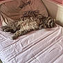 Jasmine a rejoint le concours — aidez-le/la à gagner de superbes lots ! cat, bed, pillow, feather_print, pink_wall, fluffy, relaxed, lying_down, feline, pet, indoor, cozy, fur, domestic_animal, sleeping_area, corner, light, soft_texture, resting, cute