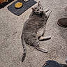 boot, carpet, casual, cat, clothing, curious, domestic, floor, food_bowl, furniture, gray_tabby, home, indoor, looking_up, mat, person, pet, plastic_basket, relaxed, ripped_pants