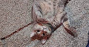 Tinnie is registered to the contest to win money with this photo: animal, belly_up, carpet, cat, curious, cute, domestic_animal, dry_food, feline, floor, food_bowl, foot, home, indoor, laying_down, pet, relaxing, sock, tabby_cat, tattoo