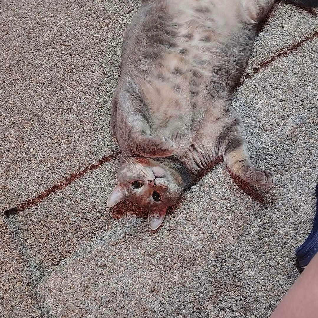 Tinnie