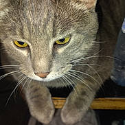 Tinnie joined the competition — help win amazing prizes! animal, cat, close_up, curious, cute, domestic_cat, feline, focused, fur, gray_cat, indoor, looking_down, mammal, paws, pet, portrait, resting, tabby, whiskers, yellow_eyes