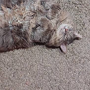 Bunnie is registered to the contest to win money with this photo: cat, fluffy, sleeping, carpet, pet, indoor, relaxed, feline, cute, cozy, fur, whiskers, paws, resting, animal, domestic, mammal, cute_pose, soft, calm