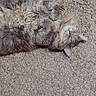 cat, fluffy, sleeping, carpet, pet, indoor, relaxed, feline, cute, cozy, fur, whiskers, paws, resting, animal, domestic, mammal, cute_pose, soft, calm