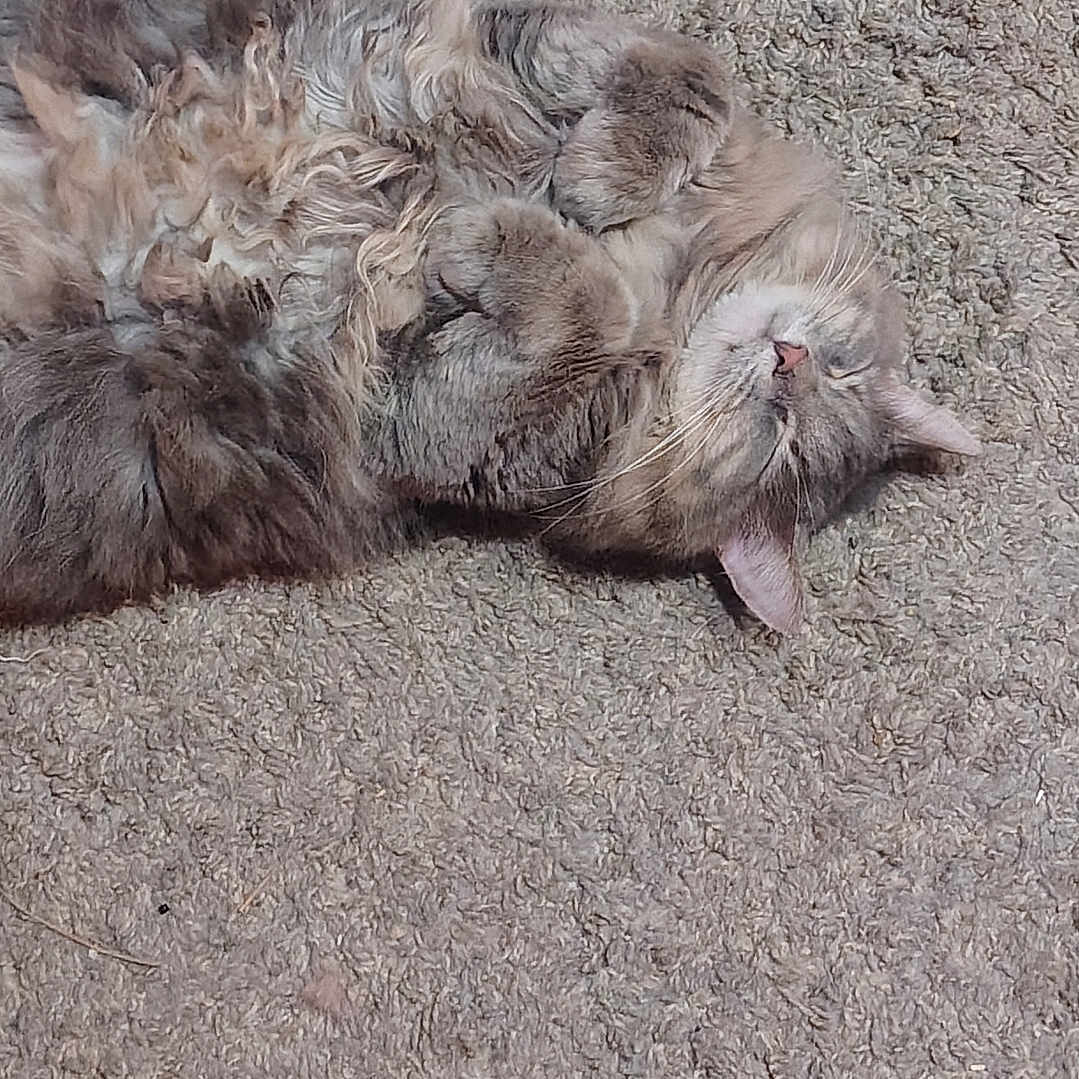 Bunnie is registered to the contest to win money with this photo: cat, fluffy, sleeping, carpet, pet, indoor, relaxed, feline, cute, cozy, fur, whiskers, paws, resting, animal, domestic, mammal, cute_pose, soft, calm