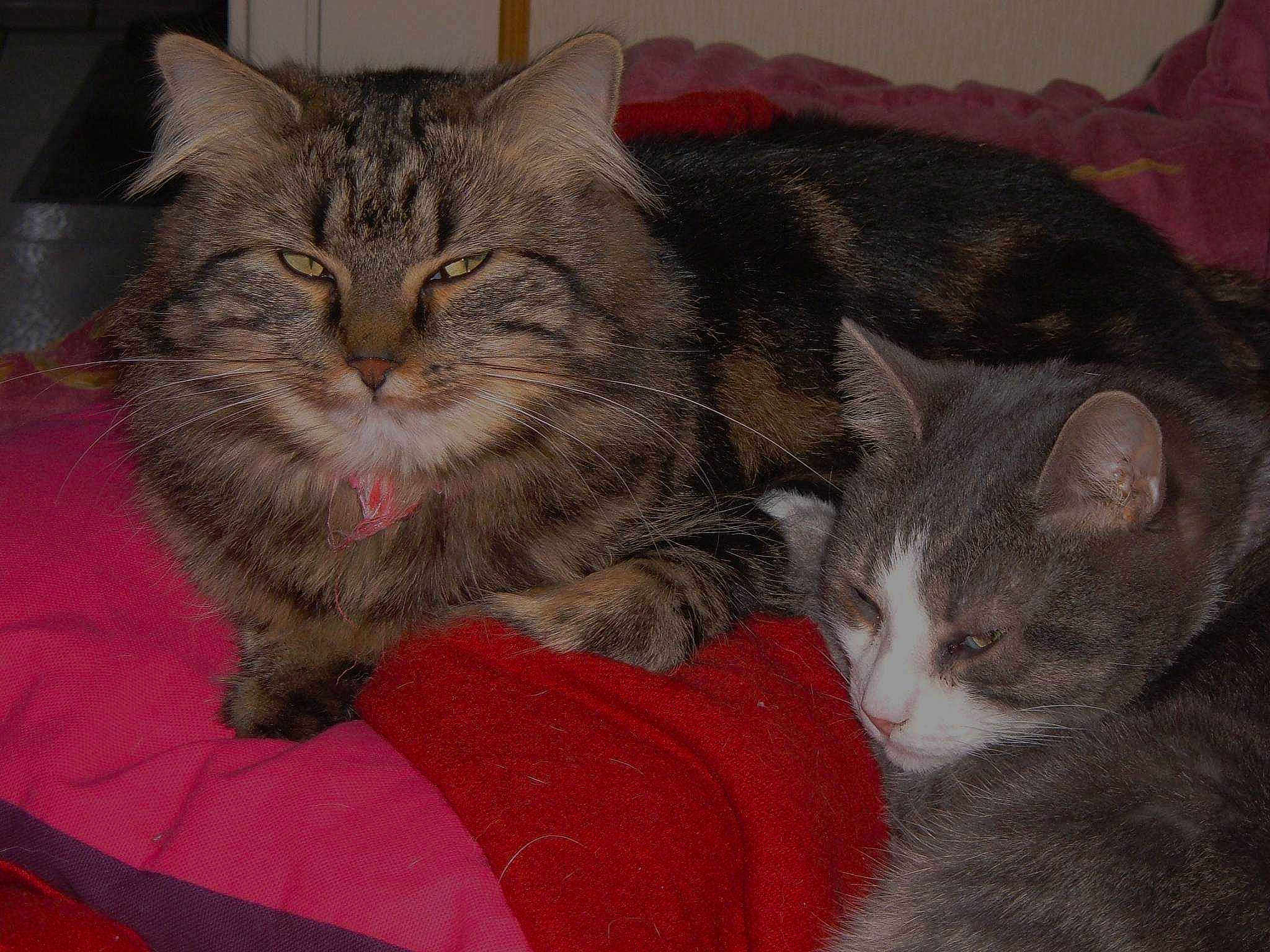 Scarl Et Gribouille