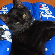Indy participe au concours pour gagner de l'argent avec cette photo :