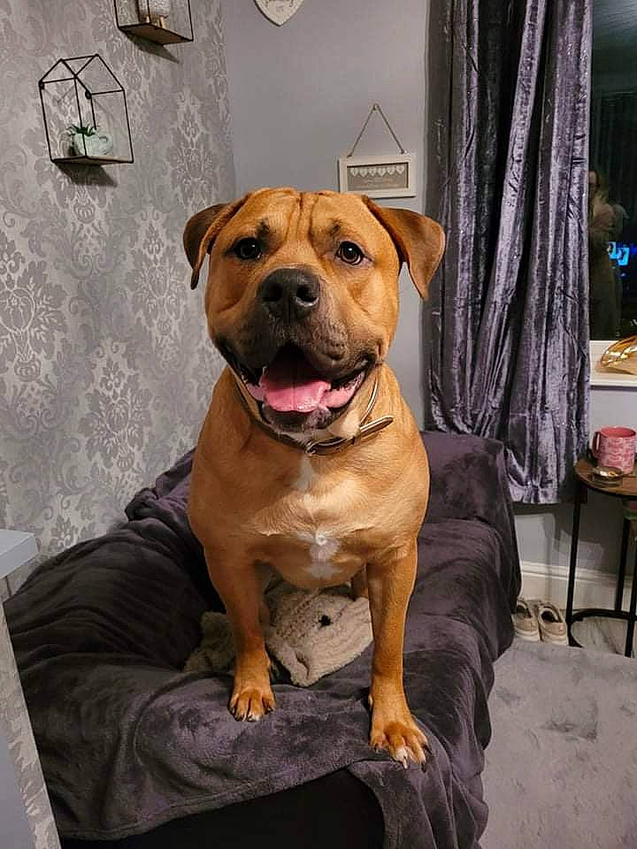 Rocky joined the competition — help win amazing prizes! canidae, carnivore, collar, companion_dog, curtain, dog, dog_breed, dog_collar, fawn, fur, guard_dog, molosser, non_sporting_group, snout, sporting_group, whiskers, window, working_animal, working_dog, wrinkle