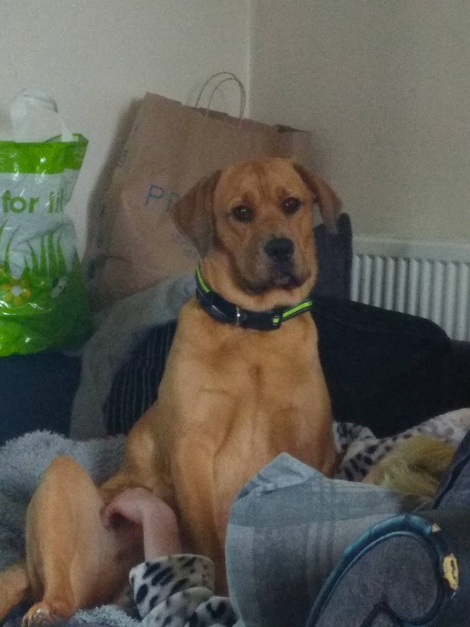 Roxy is registered to the contest to win money with this photo: beagador, black_mouth_cur, broholmer, canidae, carnivore, chinook, companion_dog, dog, dog_breed, fawn, labrador_retriever, mammal, mountain_cur, potcake_dog, puppy, rhodesian_ridgeback, sporting_group, vertebrate