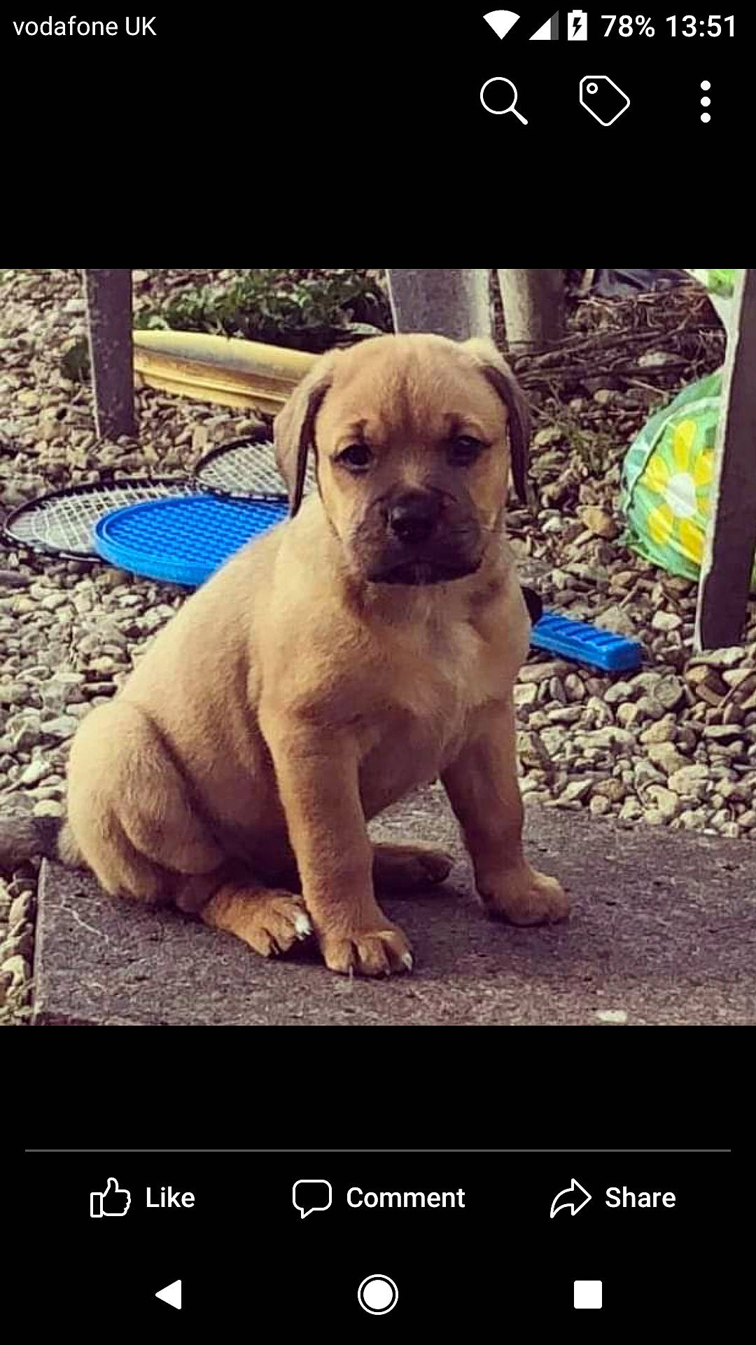 Roxy joined the competition — help win amazing prizes! boerboel, bullmastiff, canidae, carnivore, companion_dog, dog, dog_breed, fawn, mammal, molosser, perro_de_presa_mallorquin, photo_caption, puggle, puppy, puppy_love, rare_breed_dog, snout, sporting_group, vertebrate, working_dog