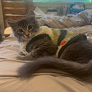 Leo is registered to the contest to win money with this photo: animal, bed, blanket, blinds, cat, chair, cozy, cute, daylight, domestic, feline, fur, gray_cat, home, indoor, pet, relaxed, resting, sweater, window