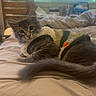 animal, bed, blanket, blinds, cat, chair, cozy, cute, daylight, domestic, feline, fur, gray_cat, home, indoor, pet, relaxed, resting, sweater, window