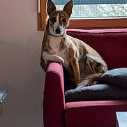 Aiko participe au concours pour gagner de l'argent avec cette photo : dog, couch, indoor, window, pet, relaxed, furniture, living_room, canine, resting, red_couch, ears, tile_floor, home, animal, paw, wooden_leg, calm, domestic, natural_light