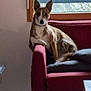 dog, couch, indoor, window, pet, relaxed, furniture, living_room, canine, resting, red_couch, ears, tile_floor, home, animal, paw, wooden_leg, calm, domestic, natural_light