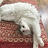 animal, cat, cozy, cute, feline, fluffy, gray_markings, home, indoor, looking, lying_down, paw, pet, playful, red_rug, relaxed, rug, stretching, white_cat, wooden_floor