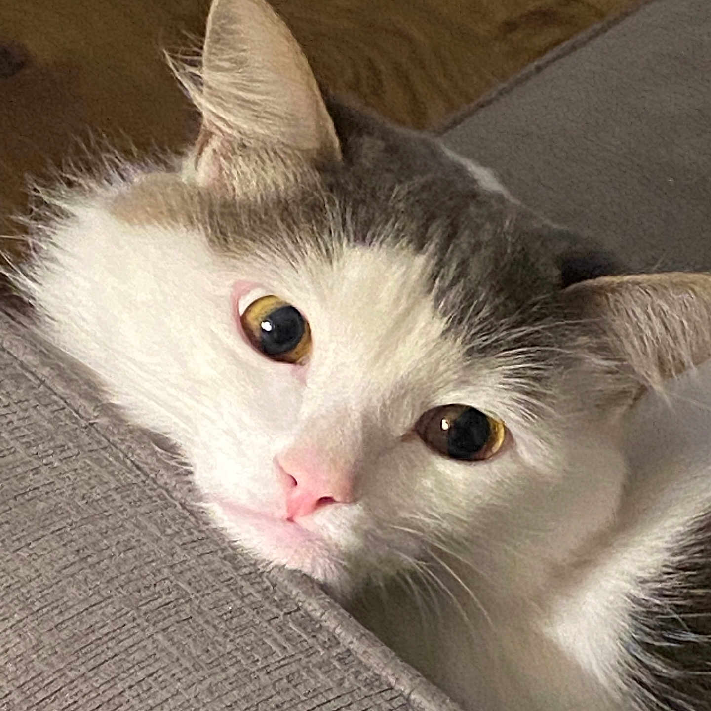 Nico