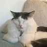 Nico is registered to the contest to win money with this photo: animal, blanket, cat, collar, couch, cozy, cute, ears, feline, fluffy, gray, indoor, pet, relaxed, resting, sleeping, soft, tail, whiskers, white