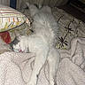 Nico joined the competition — help win amazing prizes! animal, bed, blanket, cat, comfort, cozy, cute, domestic, fluffy, fur, gray, indoor, peaceful, pet, pillow, relaxed, resting, sleeping, soft, white