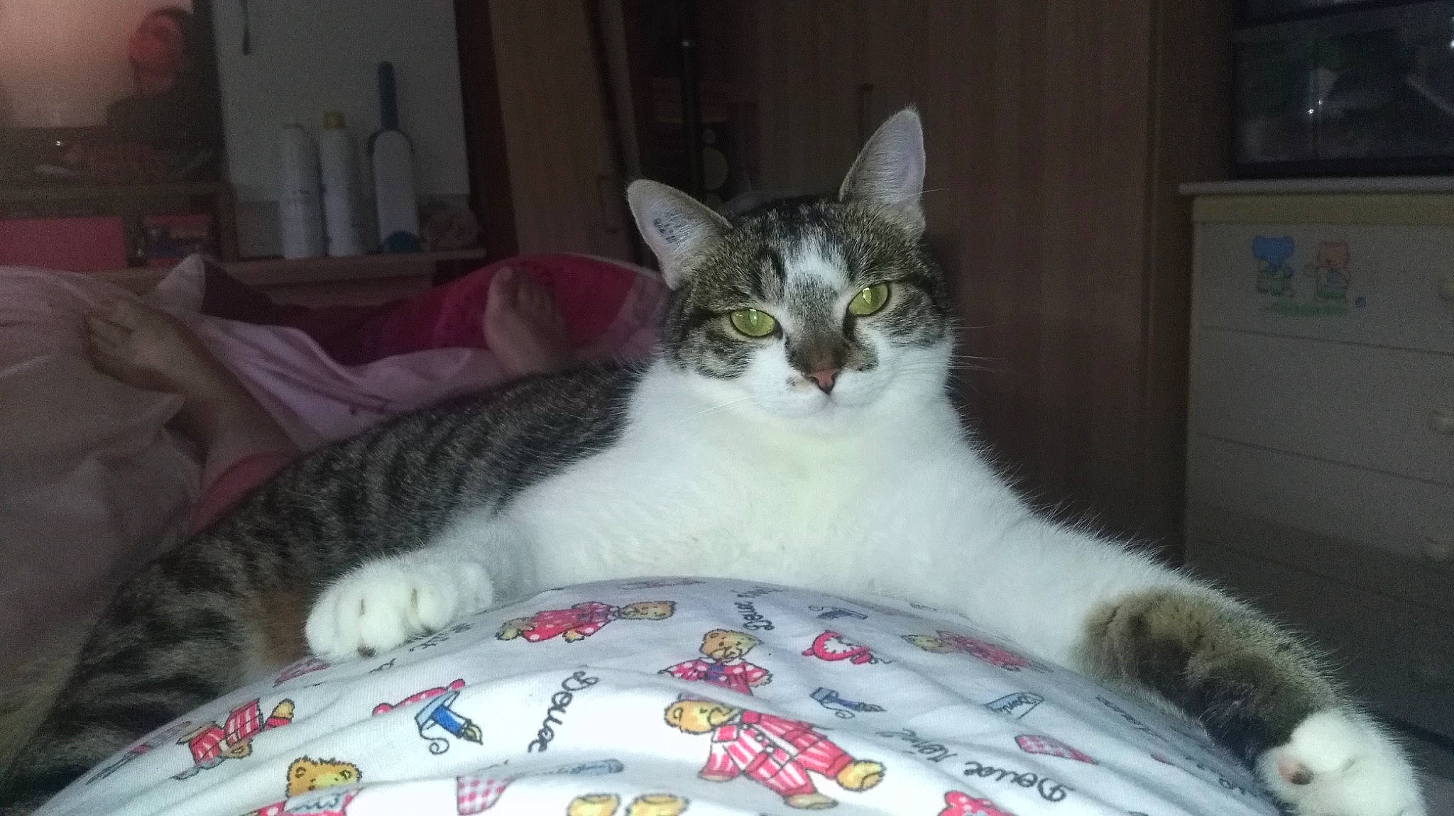 Chipie a rejoint le concours — aidez-le/la à gagner de superbes lots ! bed, bedding, carnivore, cat, cat_supply, claw, comfort, domestic_short_haired_cat, door, felidae, fur, head, linens, paw, pet_supply, sitting, small_to_medium_sized_cats, snout, tail, whiskers