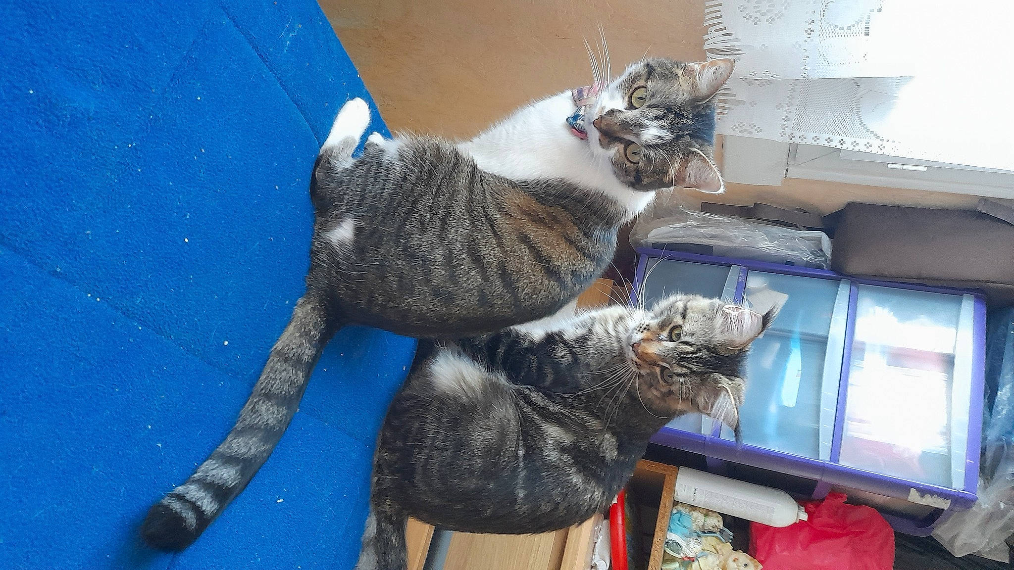 Chipie participe au concours pour gagner de l'argent avec cette photo : carnivore, cat, claw, comfort, domestic_short_haired_cat, electric_blue, felidae, fur, mammal, small_to_medium_sized_cats, tail, vertebrate, whiskers