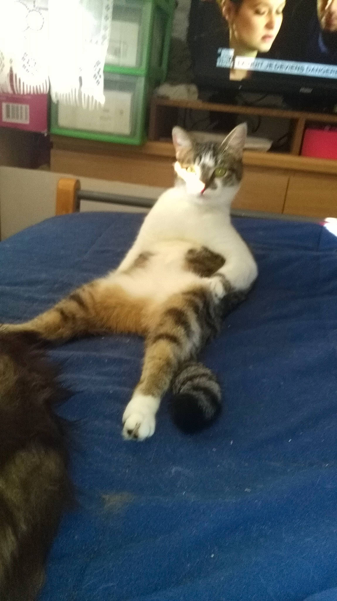 Chipie a rejoint le concours — aidez-le/la à gagner de superbes lots ! carnivore, cat, comfort, domestic_short_haired_cat, felidae, flooring, fur, hardwood, leg, paw, room, sitting, small_to_medium_sized_cats, snout, table, tail, television, terrestrial_animal, whiskers, wood