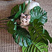 Minnie a rejoint le concours — aidez-le/la à gagner de superbes lots ! cat, calico, green_leaves, indoor, carpet, plant, curious, pet, feline, leafy, closeup, nature, texture, home, cute, animal, relaxing, cozy, playful, resting