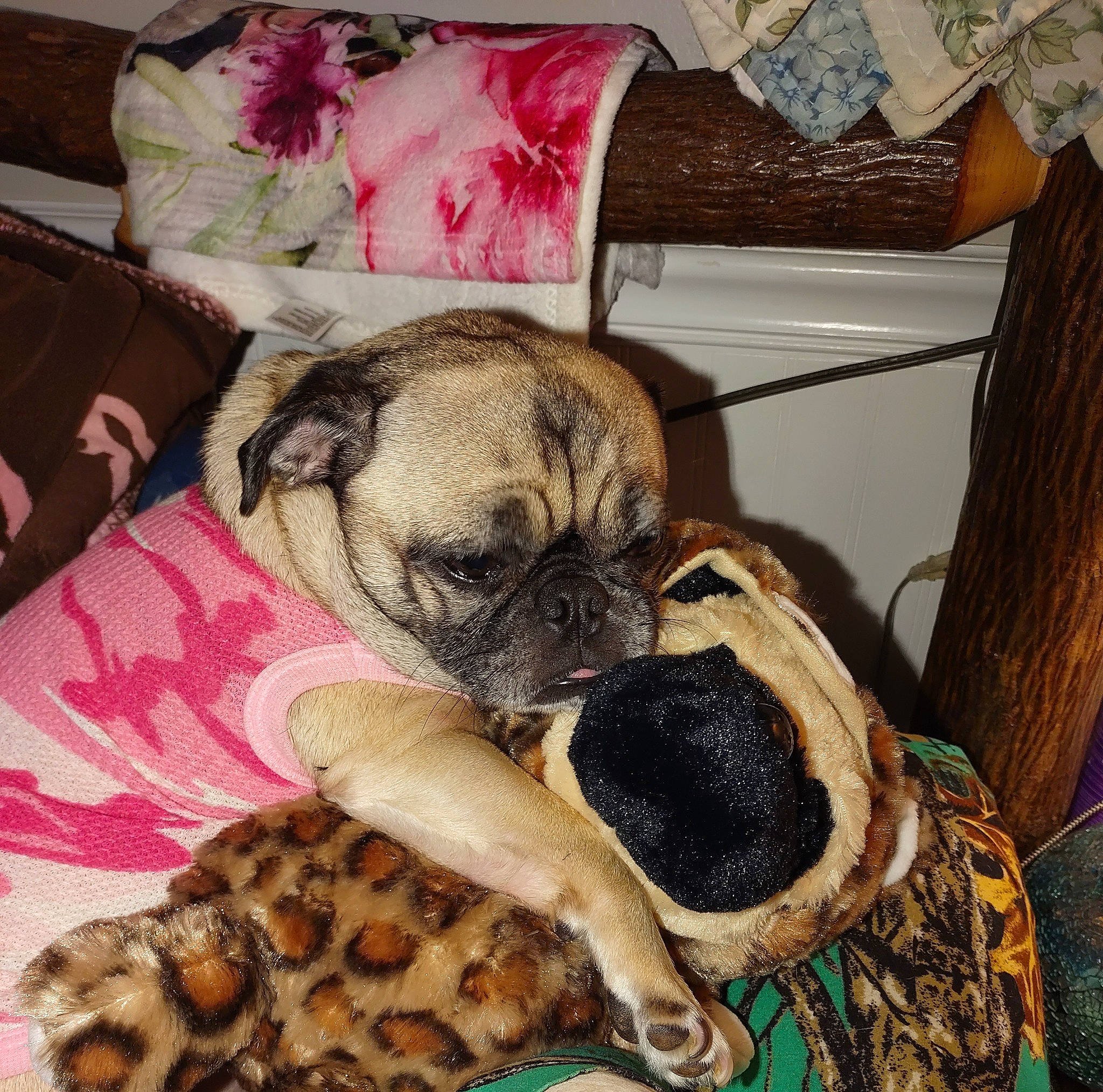 Rebel is registered to the contest to win money with this photo: canidae, carnivore, chair, comfort, companion_dog, dog, dog_breed, dog_supply, fawn, fur, ingredient, linens, mammal, paw, snout, sporting_group, toy_dog, whiskers, working_animal, wrinkle