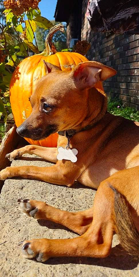 Baby joined the competition — help win amazing prizes! brickwork, canidae, carnivore, collar, companion_dog, dog, dog_breed, dog_collar, dog_supply, fashion_accessory, fawn, liver, pet_supply, plant, snout, sporting_group, terrestrial_animal, whiskers, wood, working_animal