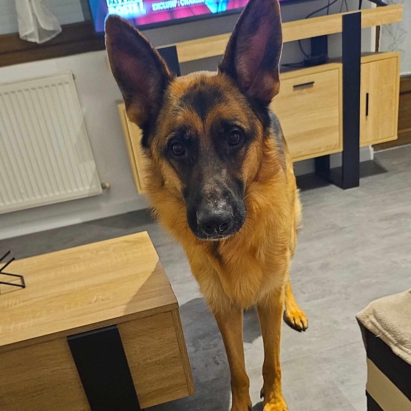 Thor participe au concours pour gagner de l'argent avec cette photo : animal, canine, computerhardware, desk, dog, dogbed, electronics, furniture, germanshepherd, hardware, hardwood, indoors, interiordesign, monitor, pet, puppy, screen, stainedwood, tv, wood