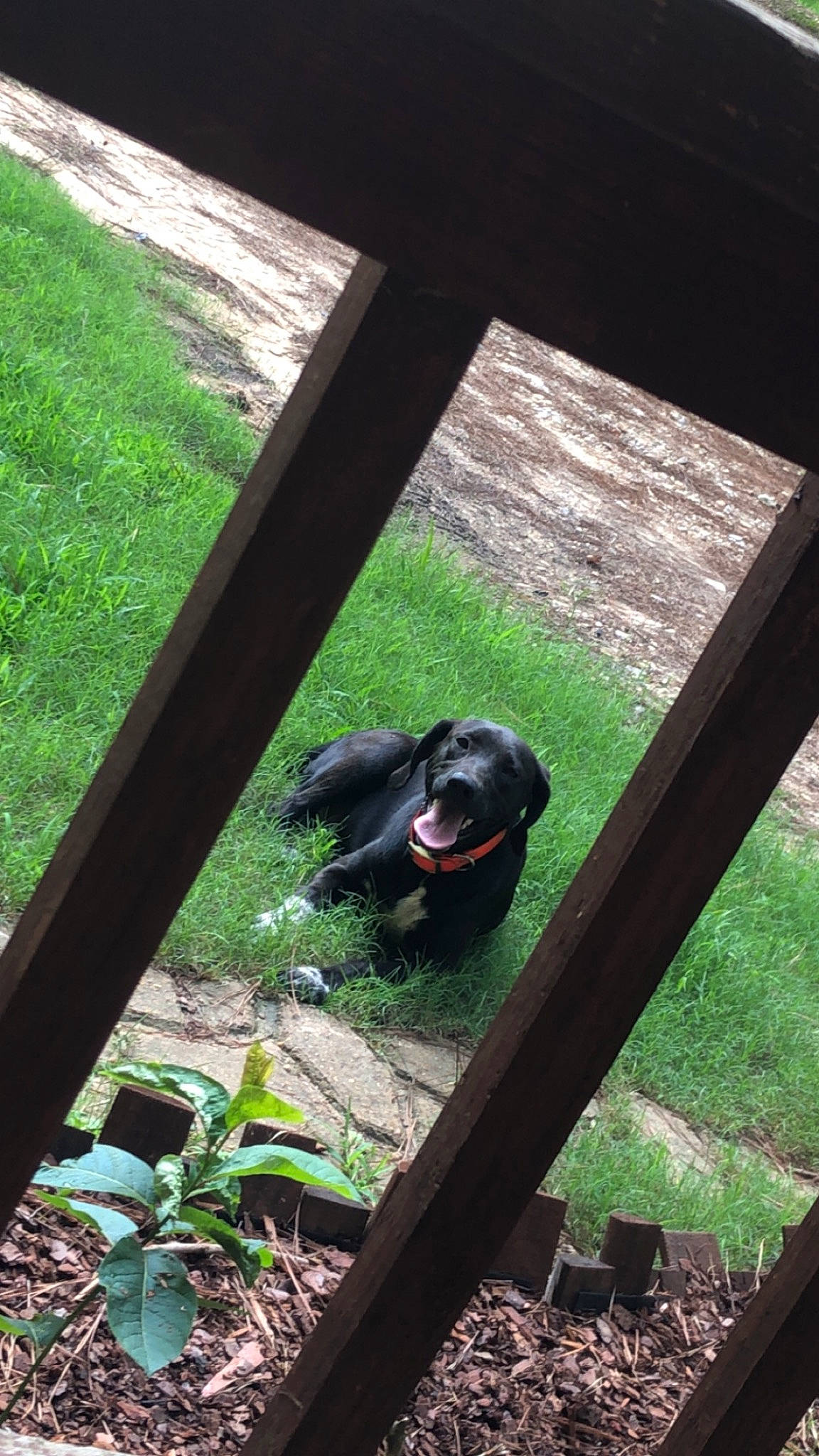 Gumbo is registered to the contest to win money with this photo: daylighting, forest, grass, groundcover, jungle, metal, natural_material, plant, shade, sporting_group, tail, terrestrial_animal, terrestrial_plant, tints_and_shades, wildlife, wood