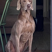 Olympe a rejoint le concours — aidez-le/la à gagner de superbes lots ! animal, brown, calm, canine, chair, companion, dog, domestic, floor, furniture, house, indoor, pet, portrait, quiet, rug, sitting, still, waiting, weimaraner