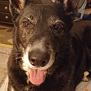 Koda joined the competition — help win amazing prizes! animal, brown_eyes, canine, close_up, comfort, cute, dog, dresser, ears, fan, fur, happy, household, indoor, lying_down, mammal, pet, relaxed, tongue, tongue_out