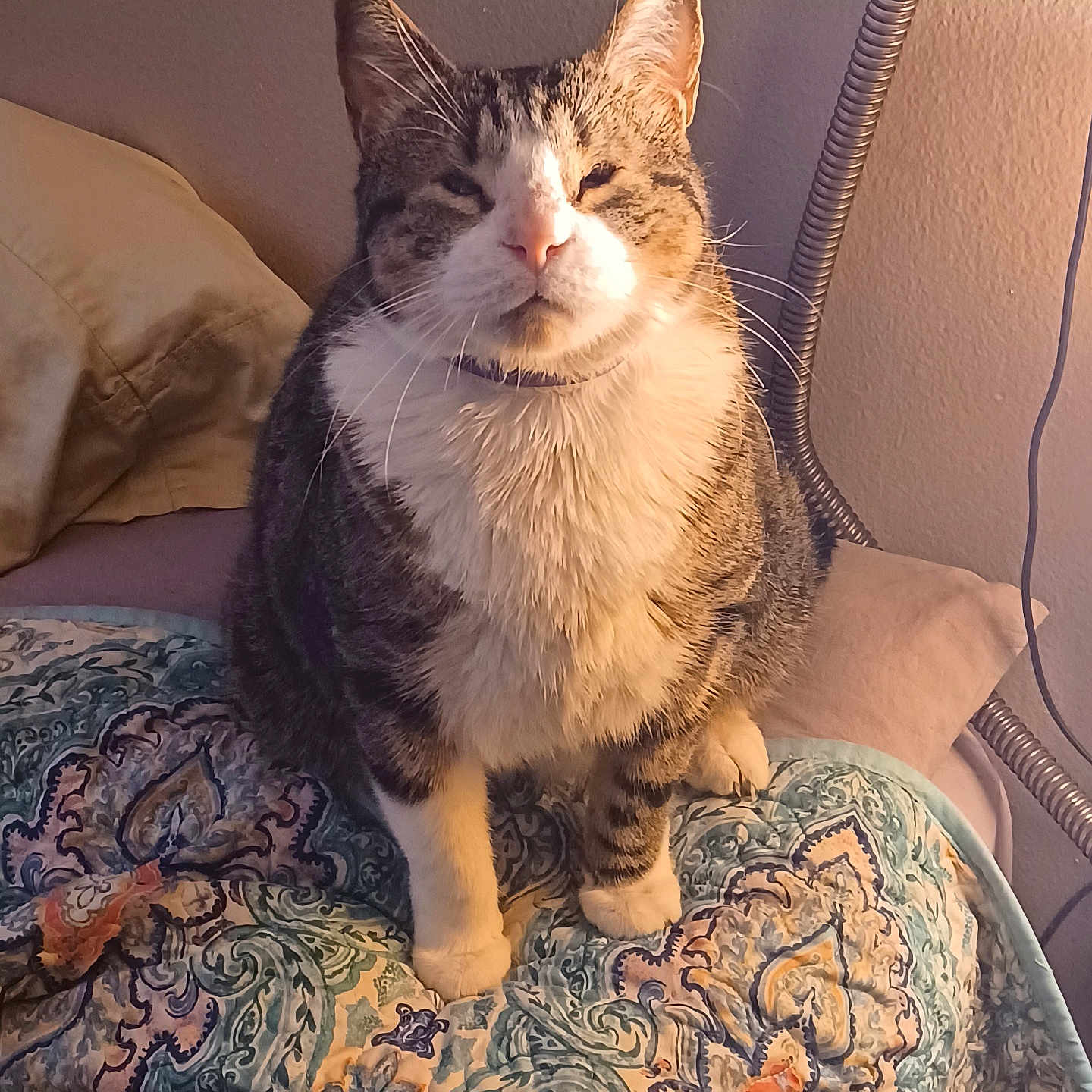 Rockybear is registered to the contest to win money with this photo: animal, bedroom, blanket, cat, comfort, cozy, cute, domestic_animal, feline, fur, home, indoor, mammal, patterned, paws, pet, relaxed, sitting, tabby, whiskers