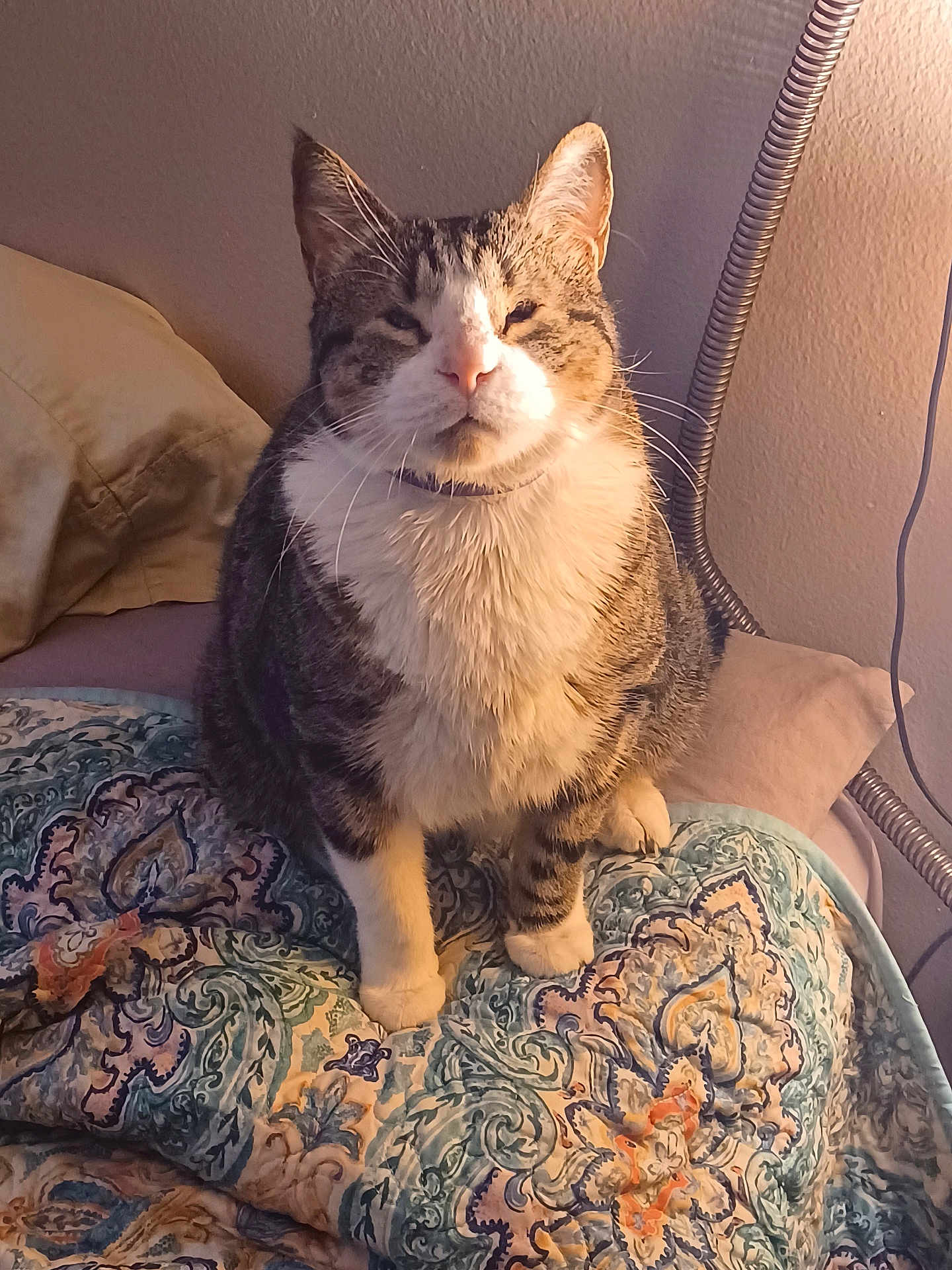 Rockybear is registered to the contest to win money with this photo: animal, bedroom, blanket, cat, comfort, cozy, cute, domestic_animal, feline, fur, home, indoor, mammal, patterned, paws, pet, relaxed, sitting, tabby, whiskers