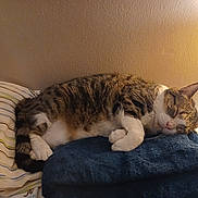 Rockybear is registered to the contest to win money with this photo: animal, bedroom, cat, comfort, cozy, cute, domestic, feline, fur, indoor, lamp, pet, pillow, relaxation, resting, sleeping, striped, tabby, towel, whiskers