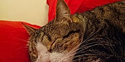 Rockybear joined the competition — help win amazing prizes! animal, cat, closeup, cozy, cushion, cute, domestic, face, fur, indoor, mammal, nap, peaceful, pet, red, relaxed, resting, sleeping, tabby, whiskers