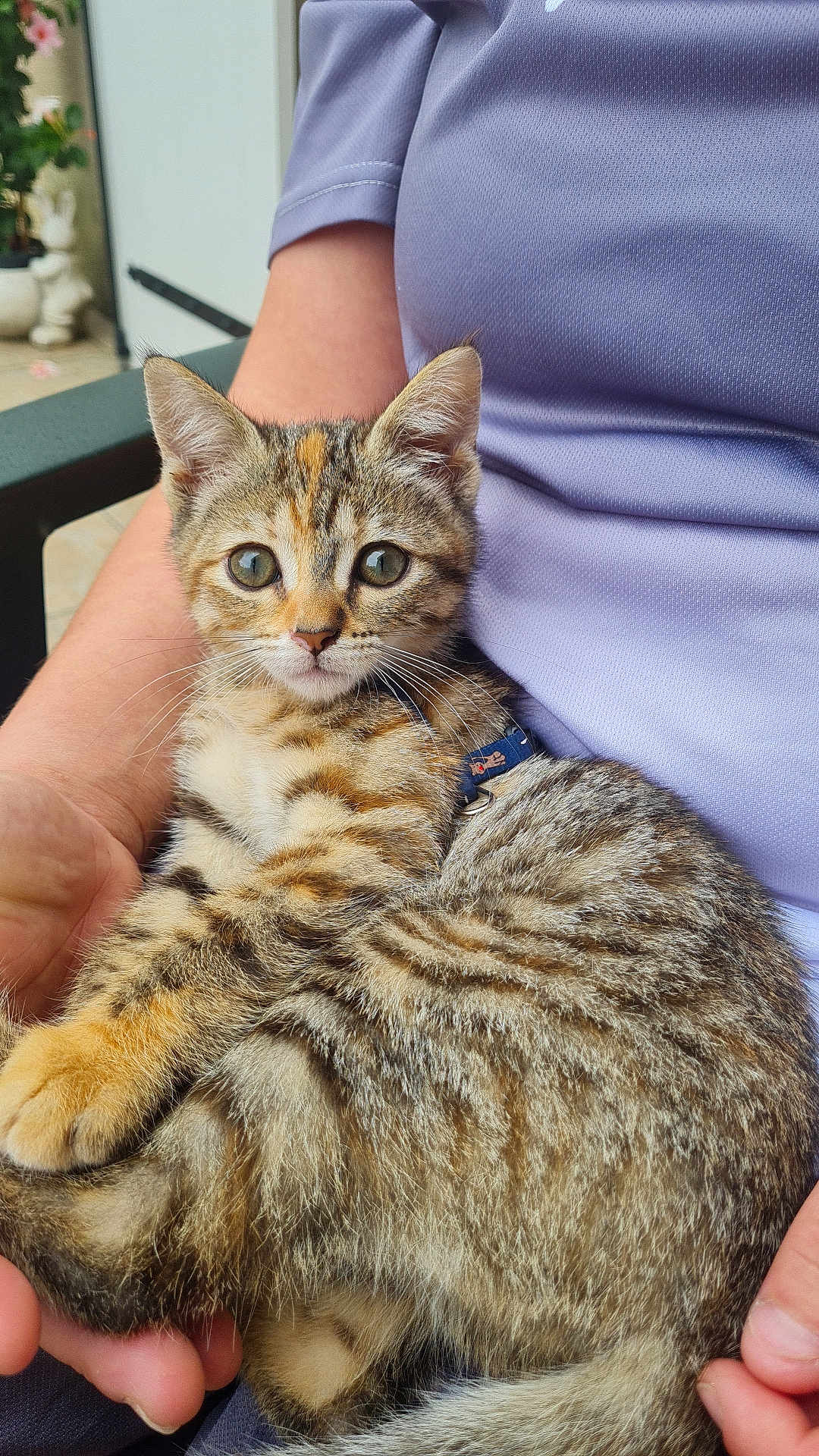 Cracotte participe au concours pour gagner de l'argent avec cette photo : cat, kitten, tabby, tabby_cat, pet, collar, human_hand, person_arm, lap, purple_shirt, whiskers, green_eyes, fur, sitting, cuddling, portrait, outdoor, chair, patio, close_up