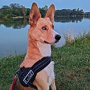 Kaly a rejoint le concours — aidez-le/la à gagner de superbes lots ! attentive, blue_eyes, canine, dog, evening, fur, grass, harness, lake, leash, muzzle, nature, outdoors, portrait, reflection, sitting, sky, trees, upright_ears, water