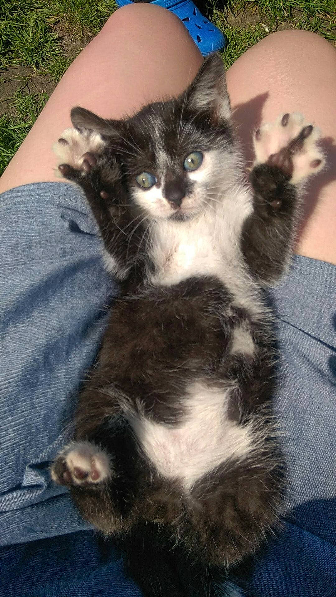 Gaya a rejoint le concours — aidez-le/la à gagner de superbes lots ! box, carnivore, cat, claw, comfort, domestic_short_haired_cat, felidae, foot, formal_wear, fur, grass, lap, paw, sitting, small_to_medium_sized_cats, tail, whiskers