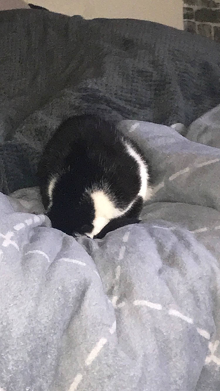 Gaya a rejoint le concours — aidez-le/la à gagner de superbes lots ! beak, bird, carnivore, claw, comfort, dog_breed, flightless_bird, fur, monochrome_photography, nap, sleep, small_to_medium_sized_cats, snout, sporting_group, tail, terrestrial_animal, tints_and_shades, water_bird, zoo